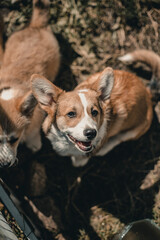 Several Welsh Corgi Pembroke stand behind a fence in a nursery.
