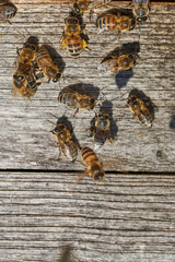 Insekten