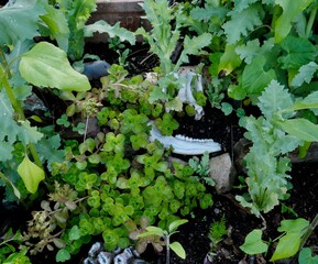 Intertwining of Life and Death 