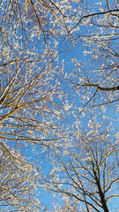 Fototapeta premium snow covered branches
