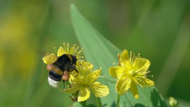 Bumblebee is on bright yellow hypericum flowers, slow motion. Large orange pollen baskets filled with pollen. Flower of Common Perforate St John's Wort (Hypericum perforatum)