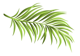 Green palm branch realistic. Elements for your design. Vector illustration.