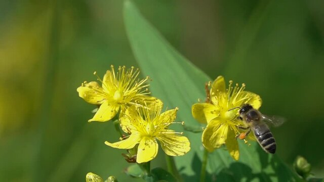 Slow Motion Video: Bee is on bright yellow hypericum flowers. Bee squeezes flower stamens in its legs and collects pollen. Flower of Common Perforate St John's Wort (Hypericum perforatum)