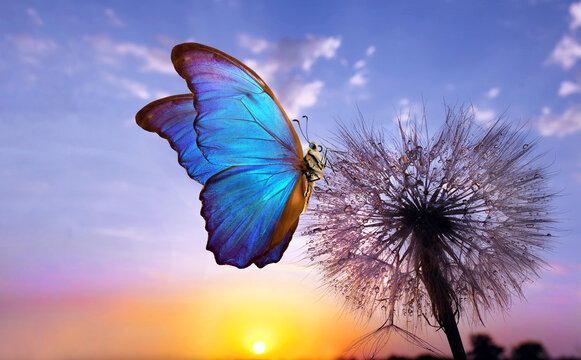 Fototapeta Natural pastel background. Morpho butterfly and dandelion. Seeds of a dandelion flower in drops of water on a background of sunrise. Copy spaces.
