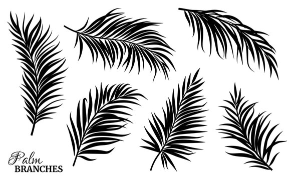 Black silhouettes of palm leaves of different shapes. Vector illustration