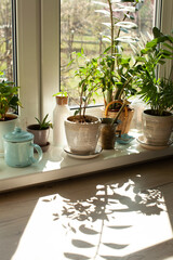 Interior of home garden with different ceramic pots on the windowsill