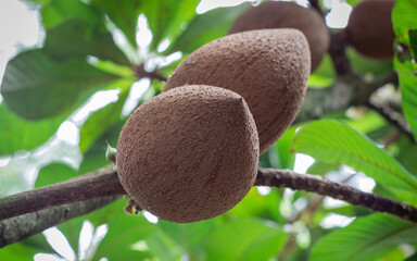Photograph crop of Red Sapote