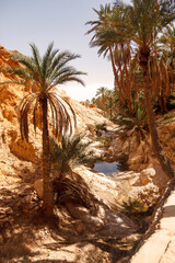 Fototapeta na wymiar Landscape Chebika oasis in Sahara desert. Palm trees over lake. Scenic view mountain oasis in North Africa. Located at foot Jebel El Negueba. Atlas mountains on Sunny afternoon. Tozeur, Tunisia