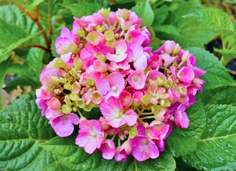pink hydrangea flower