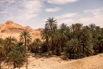 Fototapeta na wymiar Landscape Chebika oasis in Sahara desert. Ruins settlement and palm. Scenic view mountain oasis in North Africa. Located at foot Jebel El Negueba. Atlas mountains on Sunny afternoon. Tozeur, Tunisia