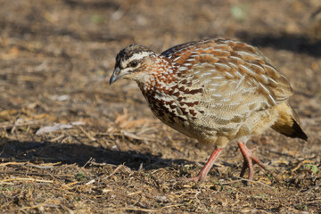 Crested Francolin (Dendroperdix sephaena) closeup profile foraging on the ground in South Africa with bokeh background