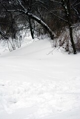 Snow covered trees and road