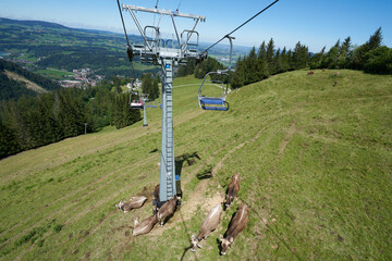 chairlift at the mittag mountain in bavaria with a grassing herd of cows