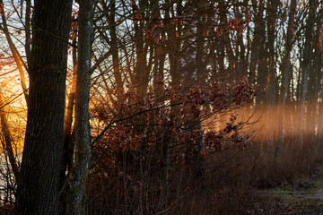 Obraz premium Erwachen