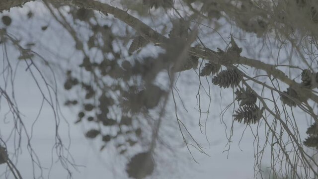 Pigne su albero con sfondo mare