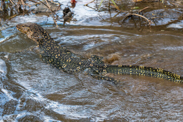 Water Monitor