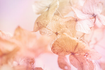 dry hydrangea floral background