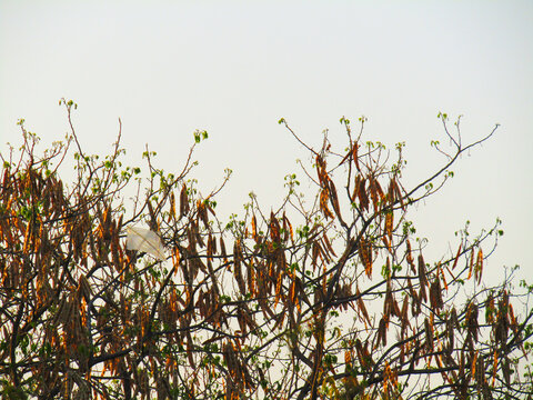 River tamarind tree with brown pods also known as white leadtree or jumbay or ipil ipil 