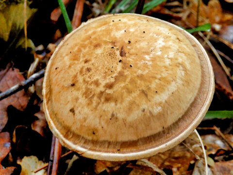 Close up of a Banded Mottlegill mushroom (Panaeolus cictulus) growing through woodland leaf litter. The most widespread hallucinogenic mushroom in the world.