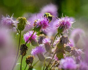 A bumblebee on some purple crown vetch in summer at Stokes State Forest New Jersey