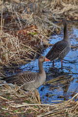 Gänse