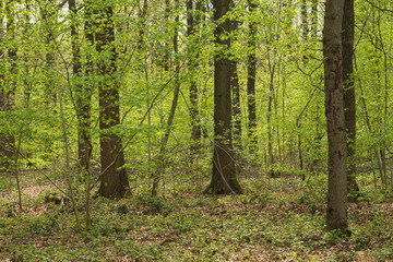 fresh green in the springtime woodland