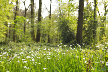 Fototapeta premium white wild flowers in a forest