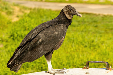 A Black Vulture Isolated on the Ground.
