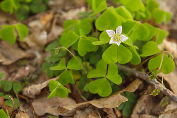 oxalis acetosella wild plant flowering