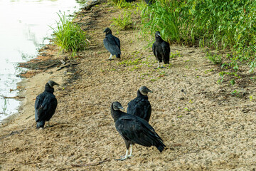 Black Vultures Congregate on a Beach