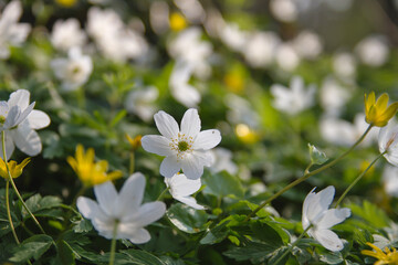 Wild flowers