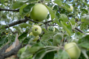 Weisser Klarapfel an einem Apfelbaum