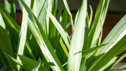 Obraz premium Yucca palm tree plant in a garden on a sunny summer day in Fulda, Germany.