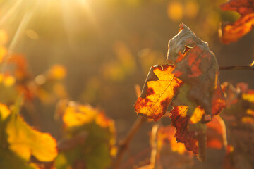 detail of vineyard leaf in autumn