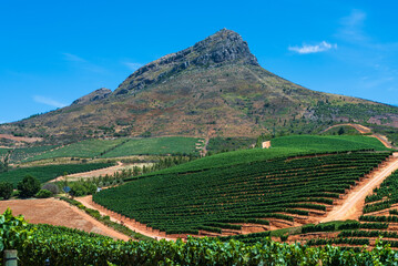 A South African Vineyard