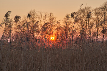 Sonner hinter Schilf