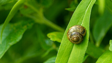 snail on a tree leaf macro photography