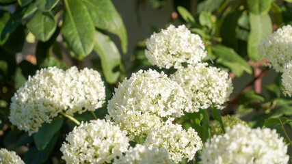 Garden impressions on a sunny summer day in Fulda, Germany.