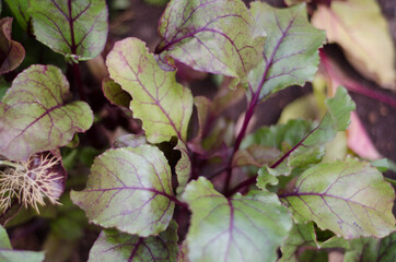 beet tops