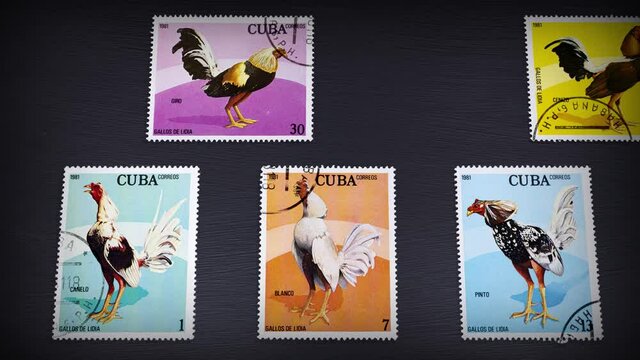 CUBA - CIRCA 1981: Stamps printed by Cuba,  the "Fighting Cocks" series