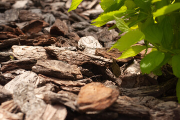 Crushed tree bark texture background closeup. Shredded brown tree bark for decoration