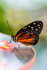 Schmetterling