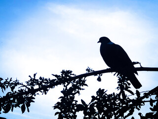 bird on a branch