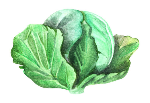 Watercolor image of green leafy cabbage isolated on white background. Hand drawn sketch of cruciferous crops. Botanic illustration of garden vegetable. Healthy vegan food