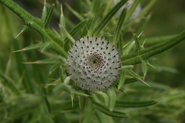 thistle flower in the field in summer