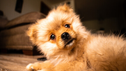 Pomeranian puppy