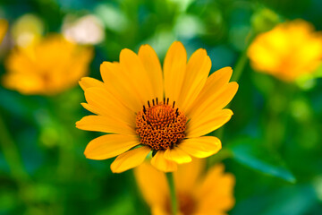 Yellow flowers of daisies close up in the greenery