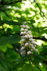 Natur
