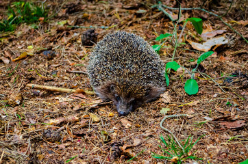 hedgehog on the grass