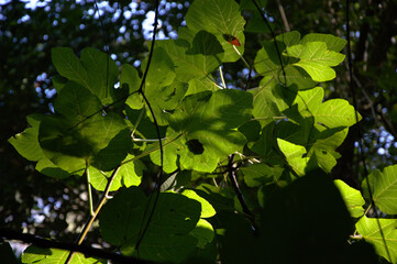 Sombras sobre las hojas